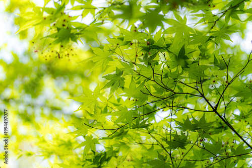 新緑のイロハモミジ