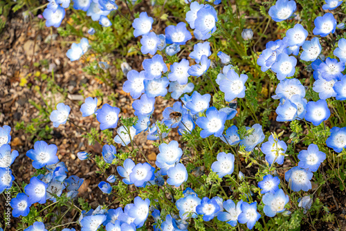 ネモフィラの青い花