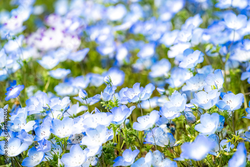 ネモフィラの青い花