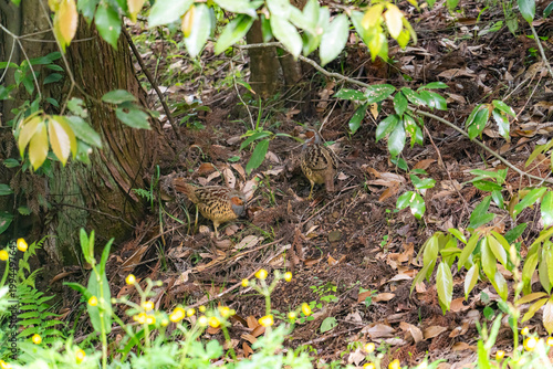 森にいるコジュケイ