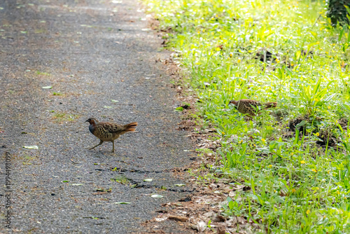 道を渡るコジュケイ