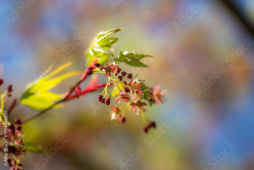 イロハモミジの小さな花