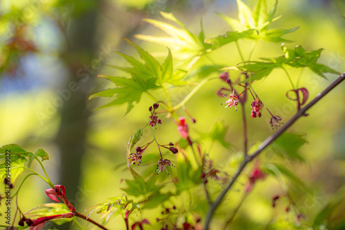 イロハモミジの小さな花