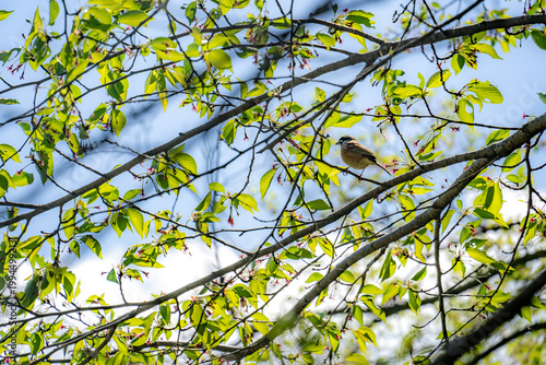 葉桜とホオジロ