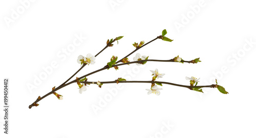 Spring twigs with small flowers and green leaves isolated on white or transparent background