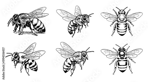 Hand Drawn Bee Sketch Vector Illustration Set, Vintage Ink Style Insect Drawing Collection