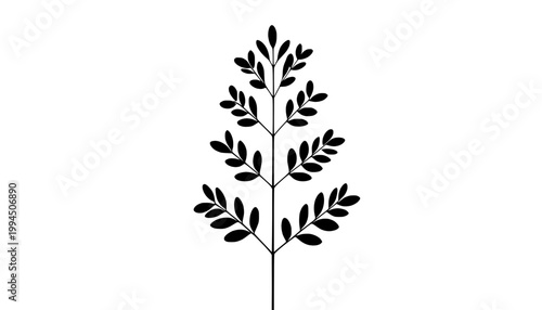 wheat ears isolated on white background