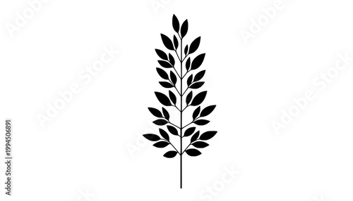 feather isolated on white background