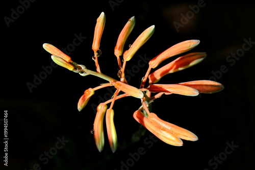 Blütenstände einer Aloe-Pflanze