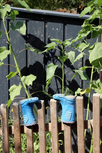 Blaue Gummistiefel auf einem Zaun