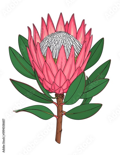 Beautiful Pink Protea Flower Illustration.