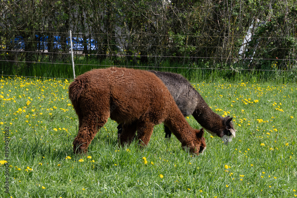 Fototapeta premium alpaka tier natur lama