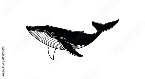 Black and white orca whale swimming.