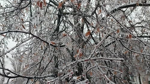 Icing on tree branches close-up. Tree branch covered with ice on snow winter day. Branches covered with ice after freezing moisture. Frozen icy branches. Frosty. Nature backdrop. Natural background