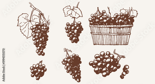 Hand drawn pencil style grape clusters vine leaves basket fruit sketch set. Illustrations for packaging and menu design, with bold line texture and dense crosshatch shading.