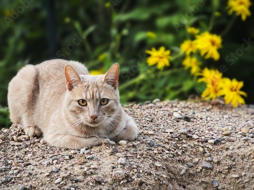 Light orange tabby cat lying on dirt and pebbles. Ginger feline portrait in outdoor garden with yellow flowers