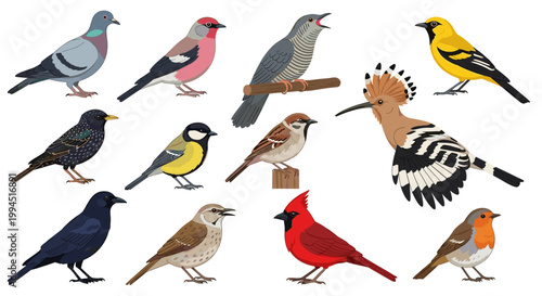 Diverse Wild Bird Species Collection Professional Vector Illustration for Ornithology and Nature Conservation Branding