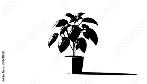 plant in a pot