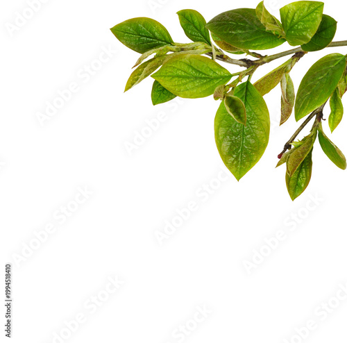 Fresh green leaves in a spr...