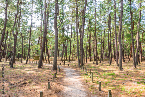 Kehi-no-Matsubara Pine Grove, Tsuruga City, Fukui Prefecture, Japan, National Place of Scenic Beauty