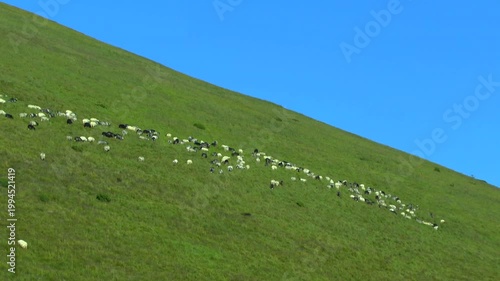 A flock of sheep graze on a steep green mountain slope. Carpathians.