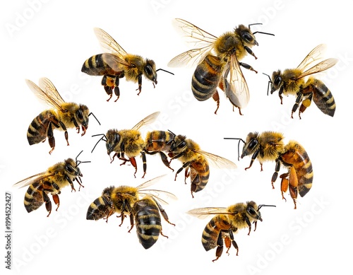 Flying honey bees in air closeup.