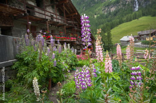 Chalet with flowers and lupines in the garden of an alpine village, Rhêmes No...