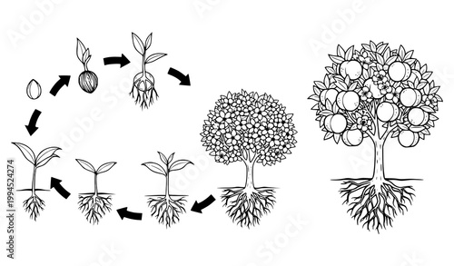 Peach Tree Life Cycle Collection Botanical Growth Process Vector Illustration
