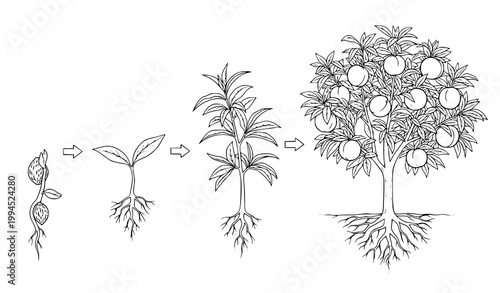 Peach Tree Life Cycle Vector Germination to Ripe Fruit Illustration