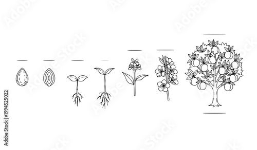 Peach Tree Growth Stages Outline Diagram Seed to Fruit Vector Set