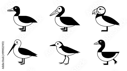 Six diverse bird illustrations with black and white line art detailing plumage and form