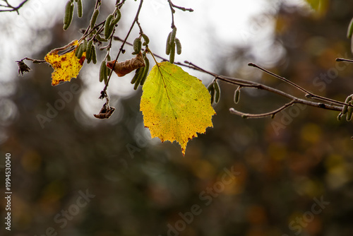 Canvas-taulu Close-up of a leaf in autumn colors