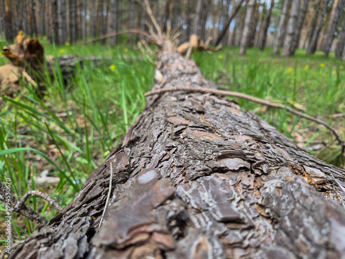 Fényképezés A tree felled by a strong wind in a pine forest with damaged branches and beautiful bark on a summer day, view from the roots
