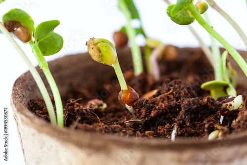 Radish microgreens in biodegradable pot
