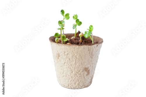 Radish microgreens in biodegradable pot. Isolated on white.