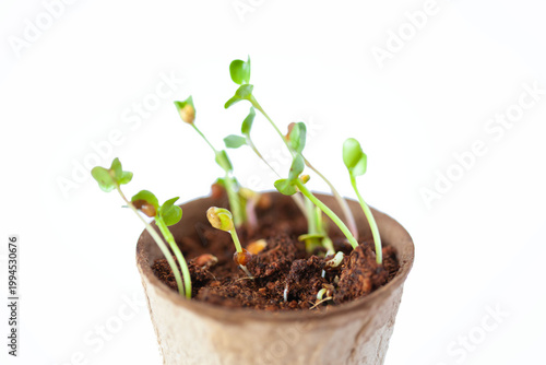 Radish microgreens in biodegradable pot