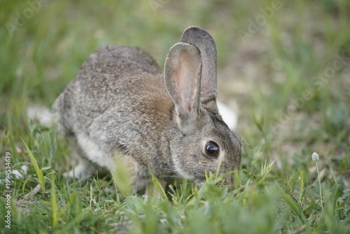 Un conejo de campo comiendo hierbas verdes de la primavera