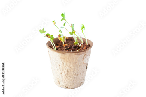 Radish microgreens in biodegradable pot. Isolated on white.