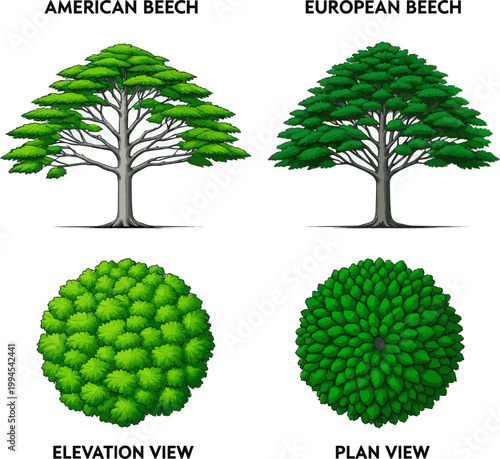 Create a realistic kinds of deferent Beech trees in elevation and plan view for architectural drawing vector art with white background.
