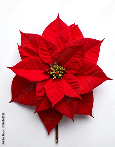 Vibrant Red Poinsettia Christmas Flower.