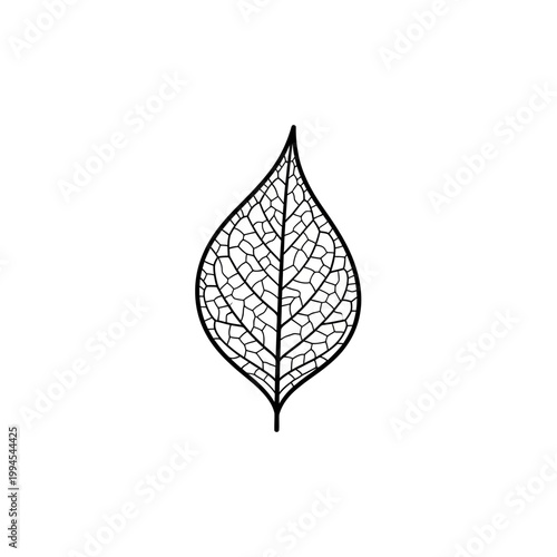 Black and white skeleton leaf illustration, intricate veins, isolated on white background