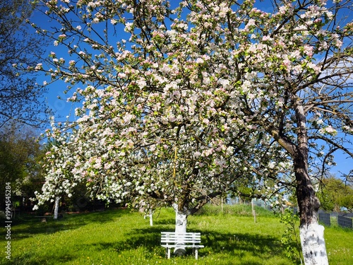Obraz na płótnie White park bench under the blossoming apple tree