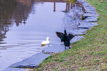 Series of photos showing a white duck and a black duck together by a pond in a park. Then they both jump into the water and swim away together. Spring or summer.
