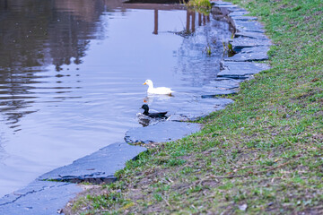Series of photos showing a white duck and a black duck together by a pond in a park. Then they both jump into the water and swim away together. Spring or summer.
