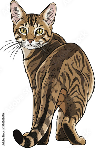 Chausie Cat standing rear view looking back vector illustration