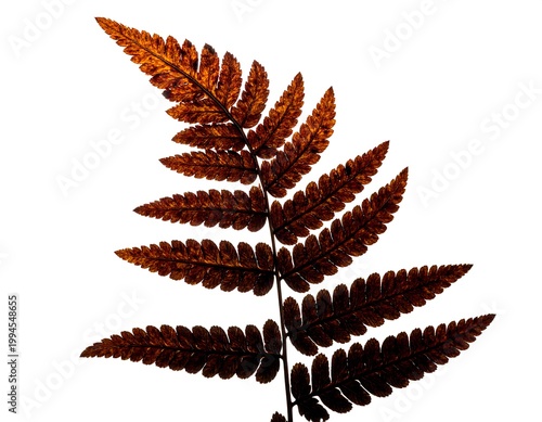 Brown fern leaf on white background.