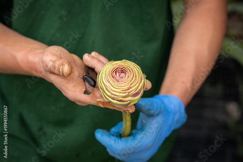 Close-up of hands cleaning and paring a fresh artichoke.