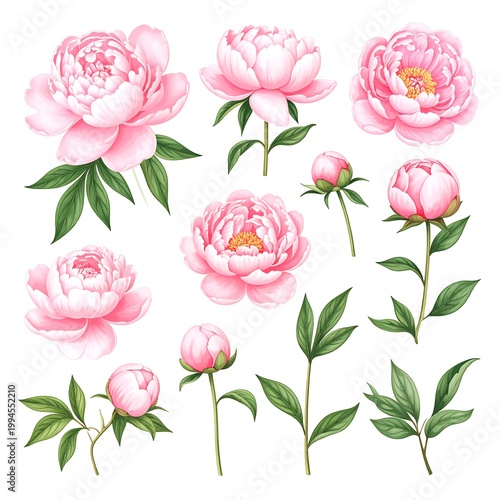 Pink Peonies Flowers with Green Leaves.