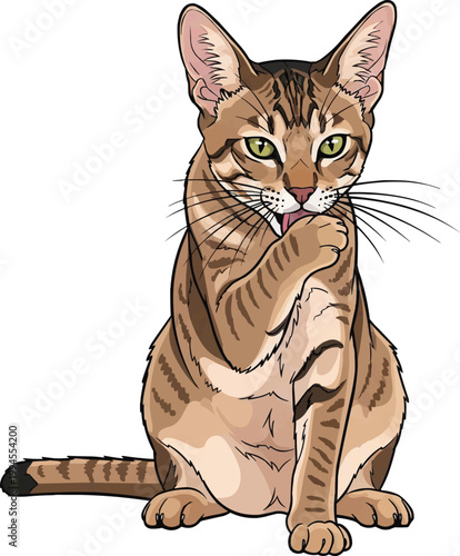 Chausie Cat sitting licking paw grooming pose vector illustration