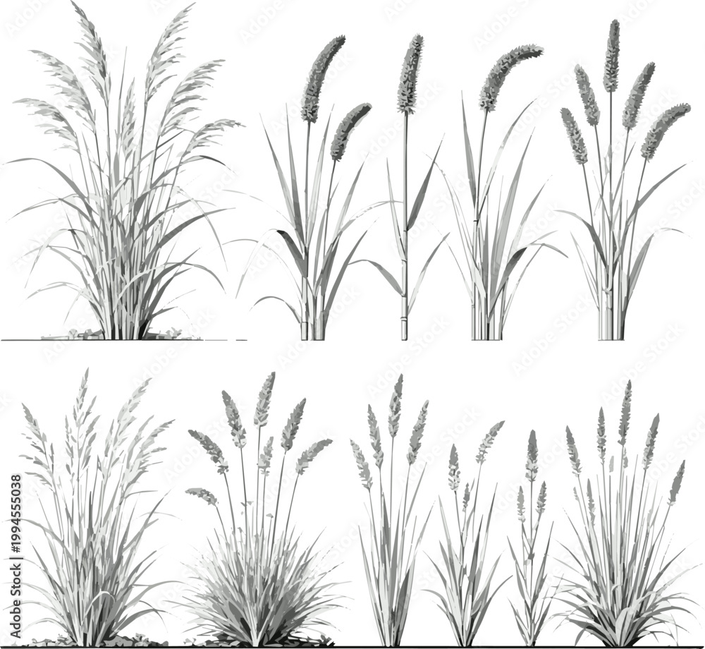 Obraz premium Create a realistic Vector set of ornamental grasses in elevation view for architectural drawings vector art with white background..